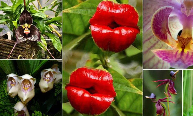 Odd plants that resemble animals [BalconyGardenWeb]
