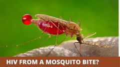Can HIV be transmitted by mosquitoes? [MarkMedicals]
