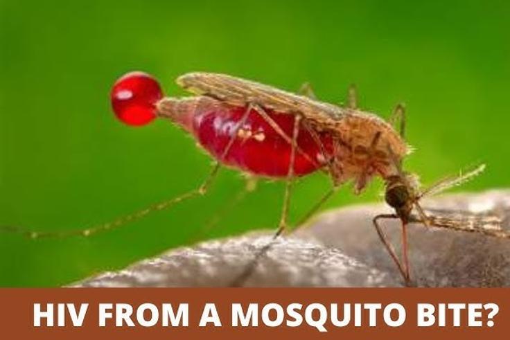 Can HIV be transmitted by mosquitoes? [MarkMedicals]