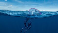 Portuguese Man O’ War [Newshub]