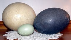 Unusual animal eggs that are edible [Flickr]