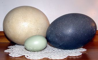 Unusual animal eggs that are edible [Flickr]