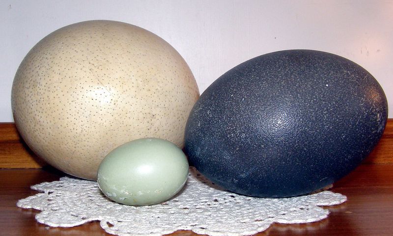 Unusual animal eggs that are edible [Flickr]