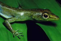 Green-blooded skink [WhoWhatWhy]
