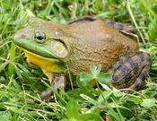 Bullfrogs do not sleep [Wikipedia]