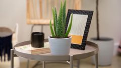 Aloe vera plant is a must in your home [HGTV]