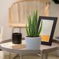 Aloe vera plant is a must in your home [HGTV]