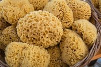Sea sponges don’t have a brain, heart, or even a nervous system [SitkaSoundScience]
