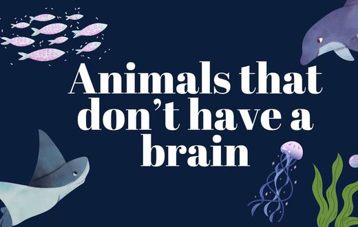 Some animals survive without a brain [TheWeek]