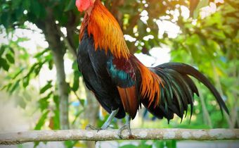 Rooster Crowing