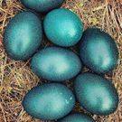 Emu eggs [Reddit]