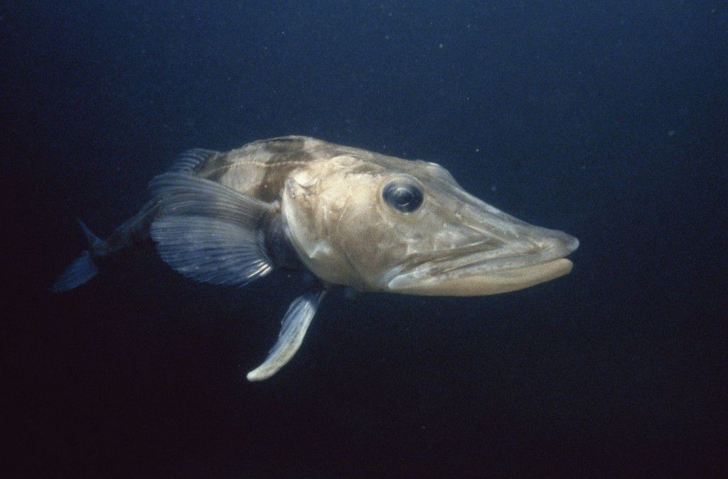 Icefish [ThoughtCo]