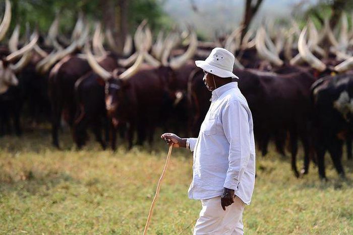 President Museveni at his farm in Kisozi, Gomba recently/Instagram