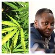 MP Hilderman wants government to allow smallholder farming of marijuana in his constituency