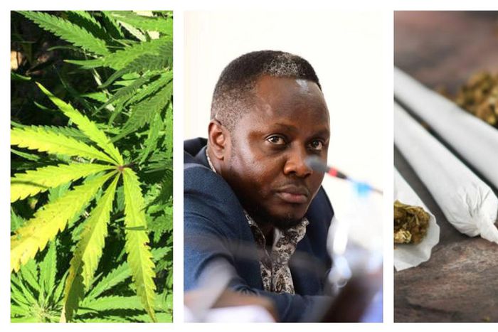 MP Hilderman wants government to allow smallholder farming of marijuana in his constituency
