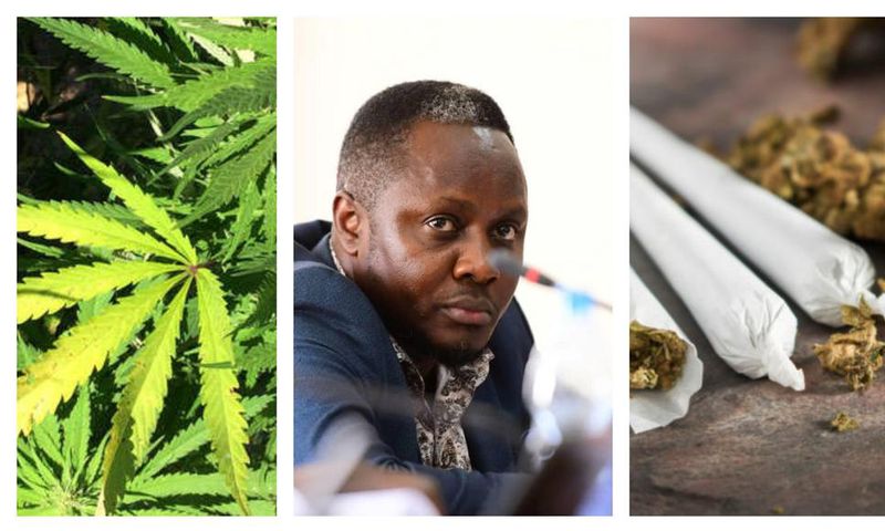 MP Hilderman wants government to allow smallholder farming of marijuana in his constituency