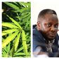 MP Hilderman wants government to allow smallholder farming of marijuana in his constituency