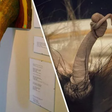 The bizarre world of Iceland's popular penis museum [DailyStar]