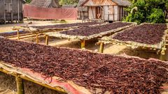 Uganda takes lead against Madagascar in vanilla exports