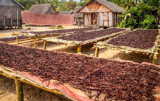 Uganda takes lead against Madagascar in vanilla exports