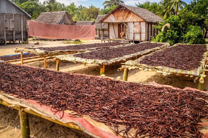 Uganda takes lead against Madagascar in vanilla exports