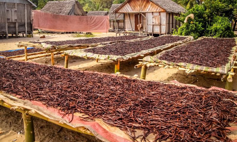 Uganda takes lead against Madagascar in vanilla exports