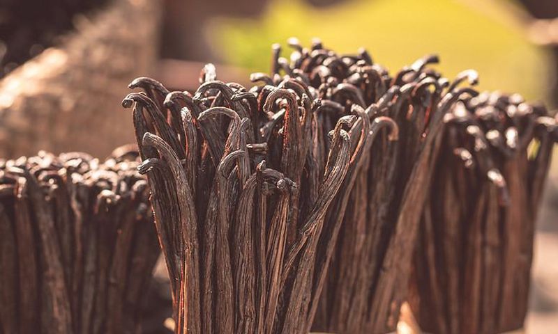 99 per cent vanilla price drop leaves Ibanda farmers stranded/Courtesy