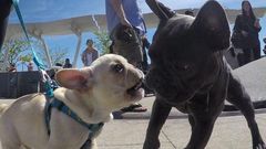 Watching video of dogs is a great stress reliever you should try/Courtesy