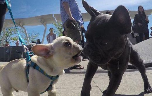 Watching video of dogs is a great stress reliever you should try/Courtesy
