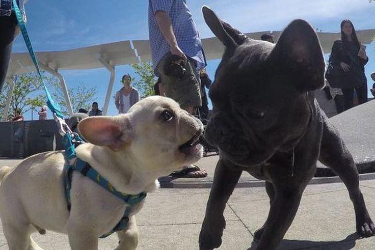 Watching video of dogs is a great stress reliever you should try/Courtesy