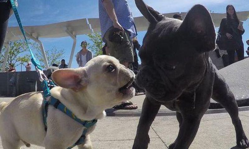 Watching video of dogs is a great stress reliever you should try/Courtesy