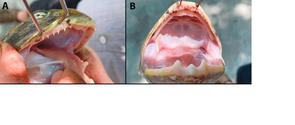 Pyxicephalus beytelli's teeth