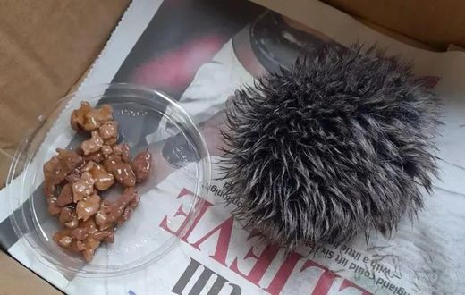 She saved a hat pom pom [Kennedy News]