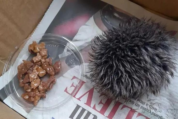 She saved a hat pom pom [Kennedy News]