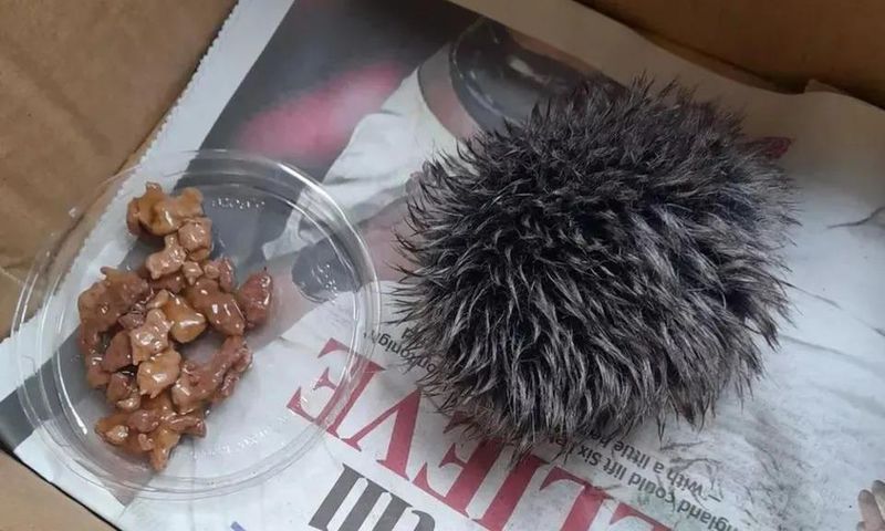 She saved a hat pom pom [Kennedy News]