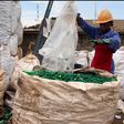 In Uganda alone, our Plastic Recycling Industries (PRI) plant provides employment opportunities to over 8,000 direct and indirect collectors