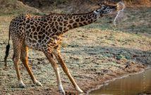 Stabbing, captivity, pee drinking, and other strange dating rituals in animals