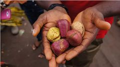 Health benefits of kola nuts [DoveMed]