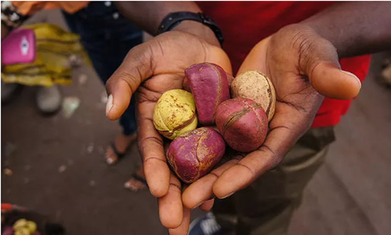 Health benefits of kola nuts [DoveMed]