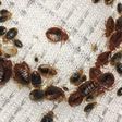 Bedbugs are taking over Paris [Walkerpestmanagement]