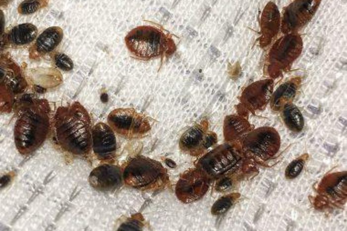 Bedbugs are taking over Paris [Walkerpestmanagement]