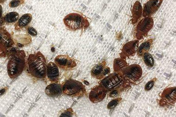 Bedbugs are taking over Paris [Walkerpestmanagement]
