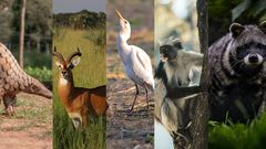 Meet the top five longest-serving Buganda clans of the longest-serving Kabaka/Pexels
