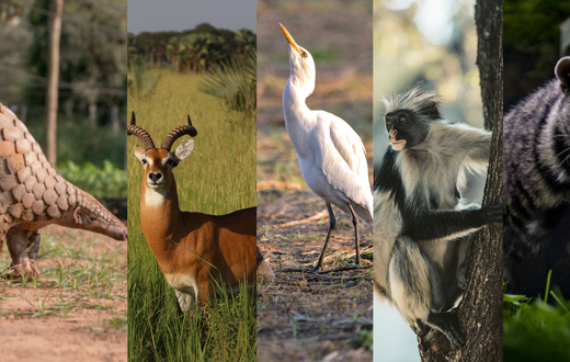 Meet the top five longest-serving Buganda clans of the longest-serving Kabaka/Pexels