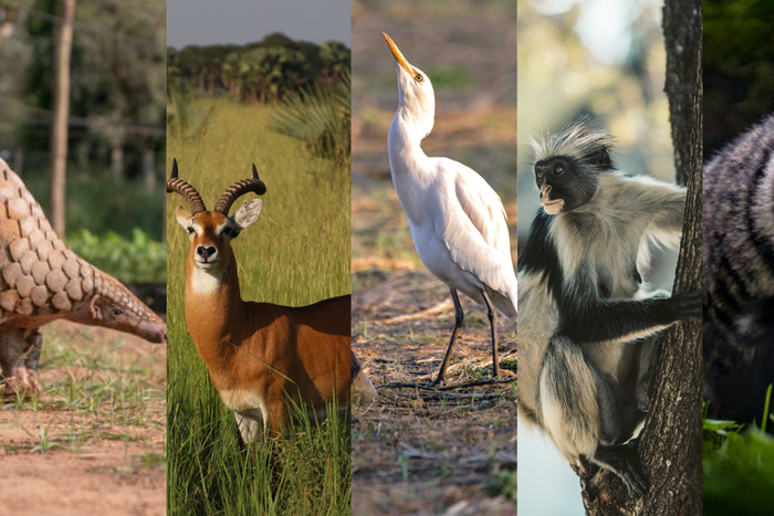 Meet the top five longest-serving Buganda clans of the longest-serving Kabaka/Pexels