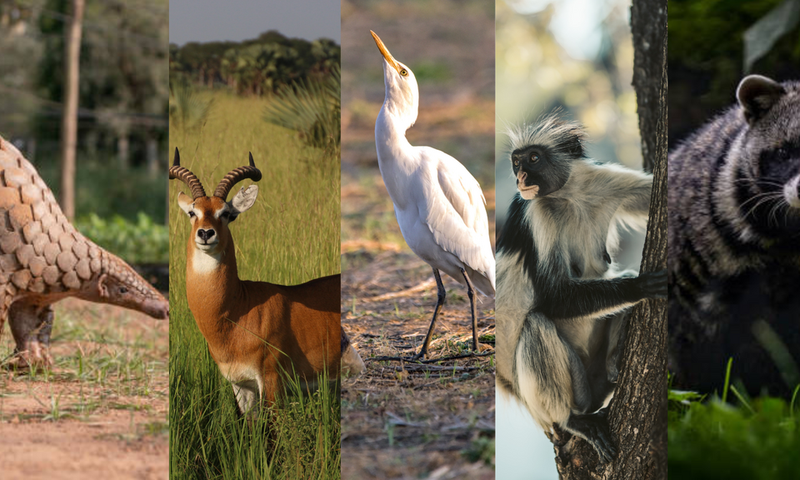 Meet the top five longest-serving Buganda clans of the longest-serving Kabaka/Pexels