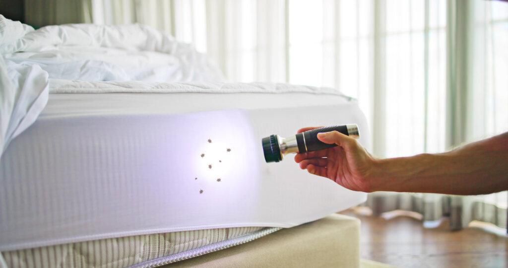 How to find bed bugs [Walthampestservices]