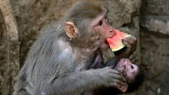 In total, 31 monkeys and seven Gabon vipers were handed over to Uganda Wildlife Authority (UWA) officers