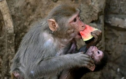 In total, 31 monkeys and seven Gabon vipers were handed over to Uganda Wildlife Authority (UWA) officers