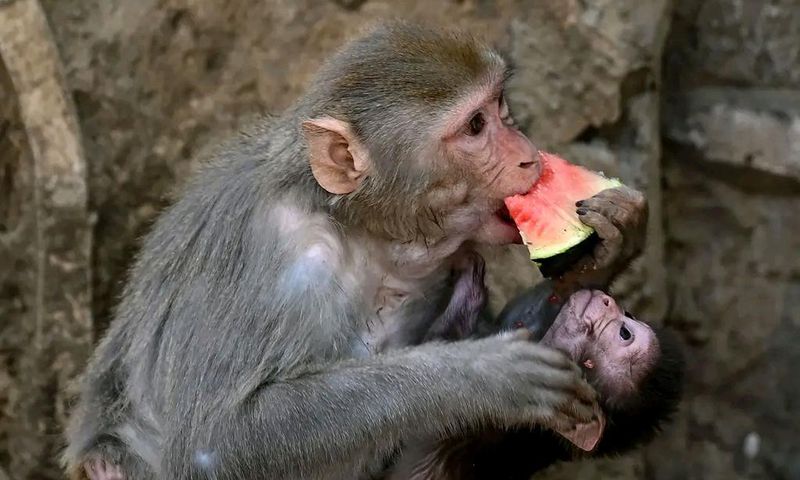 In total, 31 monkeys and seven Gabon vipers were handed over to Uganda Wildlife Authority (UWA) officers